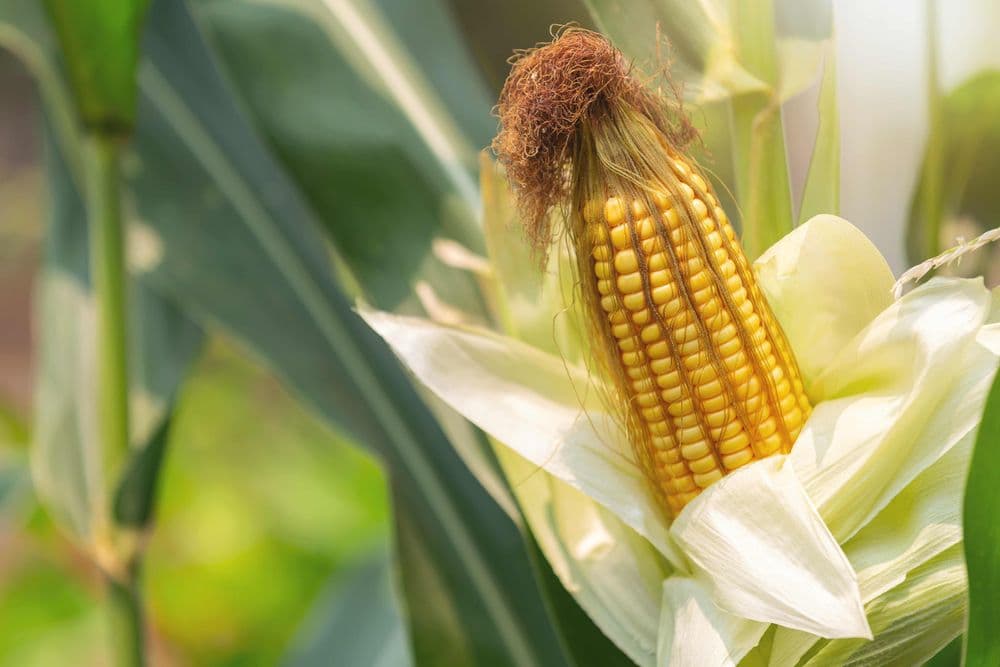 Paprastasis kukurūzas - Parastā kukurūza - Harilik mais - Kukurydza zwyczajna - Zea mays