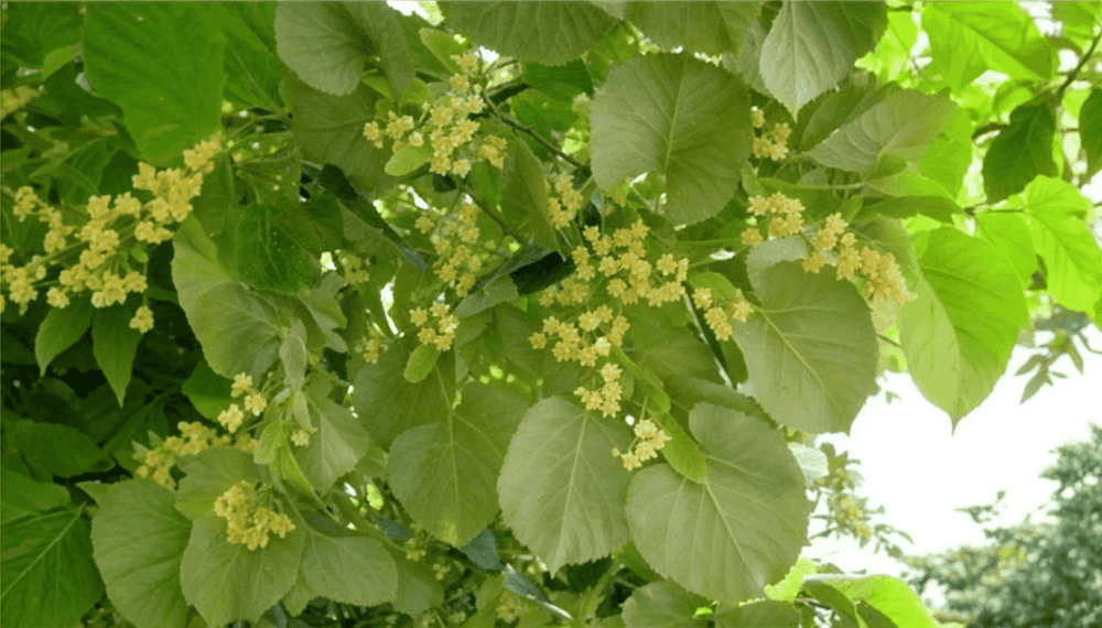 Plačialapė liepa - Plašlapu liepa - Harilik pärn - Lipa szerokolistna - Tilia platyphyllos